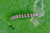 Cucullia verbasci