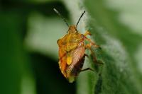 Carpocoris purpureipennis