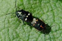 Eurydema oleracea
