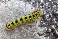 Saturnia pavonia