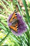Aglais urticae