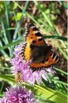 Aglais urticae
