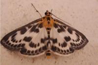 Anania hortulata