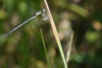 Platycnemis pennipes