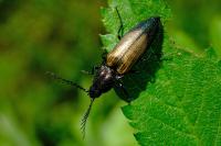 Ctenicera cuprea