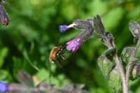 Bombylius