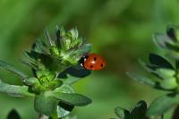 Coccinella septempunctata