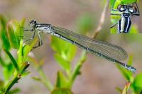 Coenagrion puella