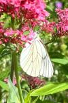 Aporia crataegi