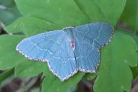 Hemithea aestivaria