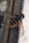 Sericomyia silentis