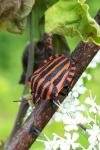 Graphosoma italicum