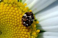 Anthrenus