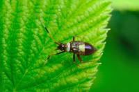 Closterotomus biclavatus