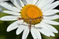 Oxyptilus