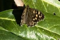 Pararge aegeria