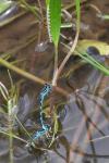 Coenagrion mercuriale