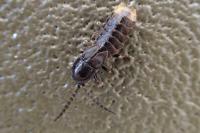 Phosphaenus hemipterus