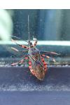 Rhynocoris
