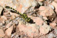 Onychogomphus forcipatus