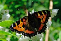 Aglais urticae