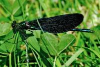 Calopteryx virgo
