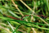 Pyrrhosoma nymphula