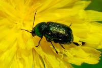 Cryptocephalus