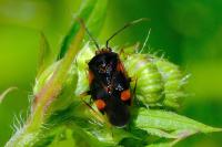 Deraeocoris ruber