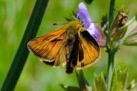 Ochlodes sylvanus
