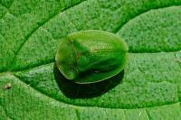 Cassida viridis