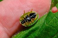 Cassida viridis