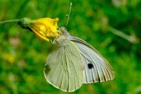 Pieris brassicae