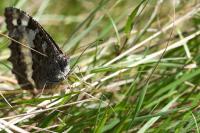Brintesia circe