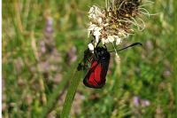 Zygaena