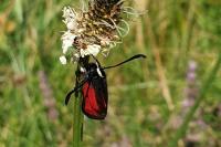 Zygaena
