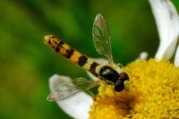 Sphaerophoria scripta