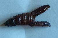 Gryllotalpa gryllotalpa