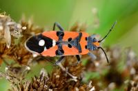 Lygaeus equestris