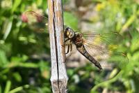 Orthetrum coerulescens