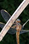 Orthetrum coerulescens