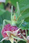 Tettigonia cantans