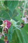 Tettigonia cantans