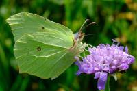 Gonepteryx rhamni