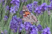 Vanessa cardui