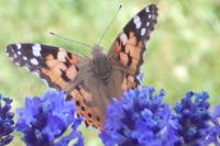 Vanessa cardui