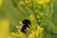 Bombus