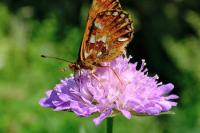 Boloria aquilonaris