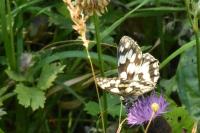 Melanargia galathea