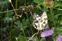Melanargia galathea